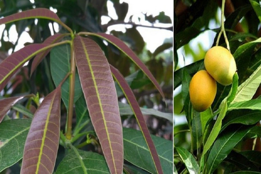 ♦ প্যাচপেচে ভ্যাপসা গরম, লু হাওয়া, শুষ্কতা, চাঁদিফাটা রোদ্দুর- গরমকালের এই বিষয়গুলো যতই অসহনীয় হোক না কেন, আমের কথা মনে পড়লেই এসব মাফ হয়ে যায়। গরমের এই ফলটি এই জন্যই বোধহয় ফল বংশের রাজা। কাঁচা হোক, পাকা হোক ভারতীয়রা সব রকমভাবেই এই ফল ব্যবহার করতে জানে। রান্নায় হোক, চাটনিতে, আচারে, শরবতে- সবেতেই আমের একচ্ছত্র আধিপত্য। স্বাদের কথা ছেড়েই দিলাম, স্বাস্থ্যেও আমের ভূমিকা একাধিক। ♦ প্যাচপেচে ভ্যাপসা গরম, লু হাওয়া, শুষ্কতা, চাঁদিফাটা রোদ্দুর- গরমকালের এই বিষয়গুলো যতই অসহনীয় হোক না কেন, আমের কথা মনে পড়লেই এসব মাফ হয়ে যায়। গরমের এই ফলটি এই জন্যই বোধহয় ফল বংশের রাজা। কাঁচা হোক, পাকা হোক ভারতীয়রা সব রকমভাবেই এই ফল ব্যবহার করতে জানে। রান্নায় হোক, চাটনিতে, আচারে, শরবতে- সবেতেই আমের একচ্ছত্র আধিপত্য। স্বাদের কথা ছেড়েই দিলাম, স্বাস্থ্যেও আমের ভূমিকা একাধিক।