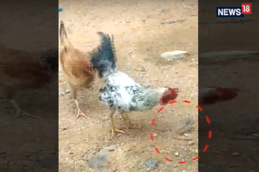 এই লড়াই দেখলে প্রাণে শিহরণ জাগবে ৷ রীতিমত উড়ে যাবে রাতের ঘুম ৷ নিজস্ব ছবি ৷