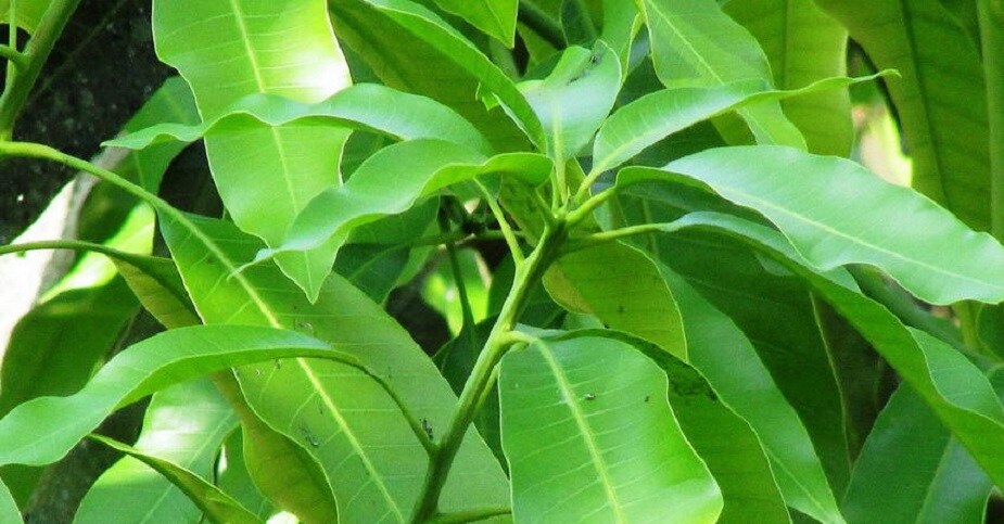 ♦ দক্ষিণ পূর্ব এশিয়ায় বহু জায়গাতেই আমপাতা রান্না করেও খাওয়া হয়। এই পাতায় প্রচুর পরিমাণে অ্যান্টি-মাইক্রোবিয়াল উপাদান রয়েছে যার ফলে এর ঔষধিগুণও অনেক বেশি ৷ ♦ দক্ষিণ পূর্ব এশিয়ায় বহু জায়গাতেই আমপাতা রান্না করেও খাওয়া হয়। এই পাতায় প্রচুর পরিমাণে অ্যান্টি-মাইক্রোবিয়াল উপাদান রয়েছে যার ফলে এর ঔষধিগুণও অনেক বেশি ৷