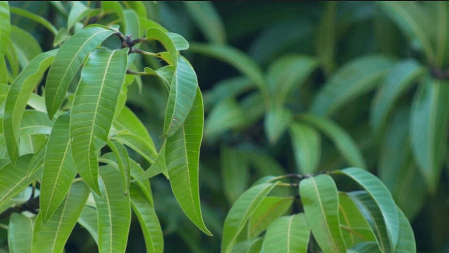 ♦ ব্লাড সুগার ও ডায়াবেটিস রুখতে আম পাতা ব্যবহার করবেন কীভাবে? চিনে ডায়াবেটিস নিয়ন্ত্রণের বিভিন্ন ওষুধে আমপাতা ব্যবহার করা হয়। আমপাতার নির্যাস ডায়াবেটিস এবং হাঁপানির রোগে উপকারে আসে। তবে, 2010 সালে ইঁদুরের উপর এক বিশেষ বৈজ্ঞানিক গবেষণায় দেখা যেসব ইঁদুরকে আমপাতার নির্যাস দেওয়া হয়েছিল তাঁদের শরীরে গ্লুকোজ শোষণের পরিমাণ কম। ♦ ব্লাড সুগার ও ডায়াবেটিস রুখতে আম পাতা ব্যবহার করবেন কীভাবে? চিনে ডায়াবেটিস নিয়ন্ত্রণের বিভিন্ন ওষুধে আমপাতা ব্যবহার করা হয়। আমপাতার নির্যাস ডায়াবেটিস এবং হাঁপানির রোগে উপকারে আসে। তবে, 2010 সালে ইঁদুরের উপর এক বিশেষ বৈজ্ঞানিক গবেষণায় দেখা যেসব ইঁদুরকে আমপাতার নির্যাস দেওয়া হয়েছিল তাঁদের শরীরে গ্লুকোজ শোষণের পরিমাণ কম।
