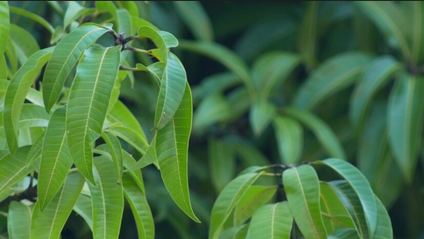  ♦ ব্লাড সুগার ও ডায়াবেটিস রুখতে আম পাতা ব্যবহার করবেন কীভাবে? চিনে ডায়াবেটিস নিয়ন্ত্রণের বিভিন্ন ওষুধে আমপাতা ব্যবহার করা হয়। আমপাতার নির্যাস ডায়াবেটিস এবং হাঁপানির রোগে উপকারে আসে। তবে, 2010 সালে ইঁদুরের উপর এক বিশেষ বৈজ্ঞানিক গবেষণায় দেখা যেসব ইঁদুরকে আমপাতার নির্যাস দেওয়া হয়েছিল তাঁদের শরীরে গ্লুকোজ শোষণের পরিমাণ কম। 