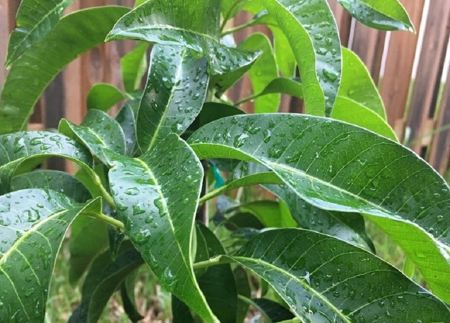 ♦ এর কারণ হল, আমপাতার নির্যাস শরীরের ইনসুলিন উৎপাদন বৃদ্ধি করে এবং এতে ভিটামিন সি, পেক্টিন ও ফাইবার থাকার ফলে রক্তে কোলেস্টেরলের বিরুদ্ধেও লড়াই করে। এছাড়া, অন্যান্য ডায়াবেটিক উপসর্গ যেমন, ঘন ঘন প্রস্রাব, দৃষ্টিশক্তির ঝাপসা হওয়া থেকেও আমাদের রক্ষা করে আমপাতা। ♦ এর কারণ হল, আমপাতার নির্যাস শরীরের ইনসুলিন উৎপাদন বৃদ্ধি করে এবং এতে ভিটামিন সি, পেক্টিন ও ফাইবার থাকার ফলে রক্তে কোলেস্টেরলের বিরুদ্ধেও লড়াই করে। এছাড়া, অন্যান্য ডায়াবেটিক উপসর্গ যেমন, ঘন ঘন প্রস্রাব, দৃষ্টিশক্তির ঝাপসা হওয়া থেকেও আমাদের রক্ষা করে আমপাতা।