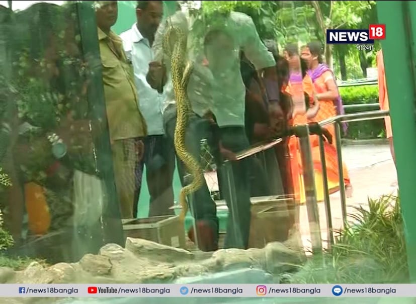 চেন্নাই থেকে আলিপুর চিড়িয়াখানায়। জুন মাসেই কলকাতাতে এসেছিল চারটি অ্যানাকন্ডা।  প্রায় এক মাসের পর দর্শকদের সামনে অ্যামাজনের রাজা। তার আগেই অবশ্য অ্যানাকন্ডাগুলির জন্য উপযুক্ত পরিবেশ তৈরি করে রেখেছিল চিড়িয়াখানা কর্তৃপক্ষ। 