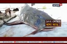 ১০২ কেজির মাছ! তিস্তায় জালে পড়ল বাঘা আড়, বাজারে মাছ দেখতে ভিড় ১০২ কেজির মাছ! তিস্তায় জালে পড়ল বাঘা আড়, বাজারে মাছ দেখতে ভিড়