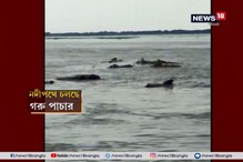 নদীর স্রোতে ভেসে যাচ্ছে কলাগাছ, তার সঙ্গে বাঁধা গরু, জলপথে গরুপাচারের বিরল ছবি নদীর স্রোতে ভেসে যাচ্ছে কলাগাছ, তার সঙ্গে বাঁধা গরু, জলপথে গরুপাচারের বিরল ছবি
