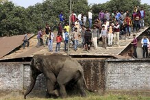 রাতে ঘুমের মধ্যে প্রাণ গেল ব্যক্তির, হাতির হানায় ছেলেও আহত রাতে ঘুমের মধ্যে প্রাণ গেল ব্যক্তির, হাতির হানায় ছেলেও আহত