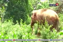 দলমা থেকে হাতির দল ঝাড়গ্রামে আসছে, কিন্তু ফিরছে না কেন ? দলমা থেকে হাতির দল ঝাড়গ্রামে আসছে, কিন্তু ফিরছে না কেন ?