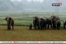 দলমা থেকে হাতির দল ঝাড়গ্রামে আসছে, কিন্তু ফিরছে না হাতির দল দলমা থেকে হাতির দল ঝাড়গ্রামে আসছে, কিন্তু ফিরছে না হাতির দল