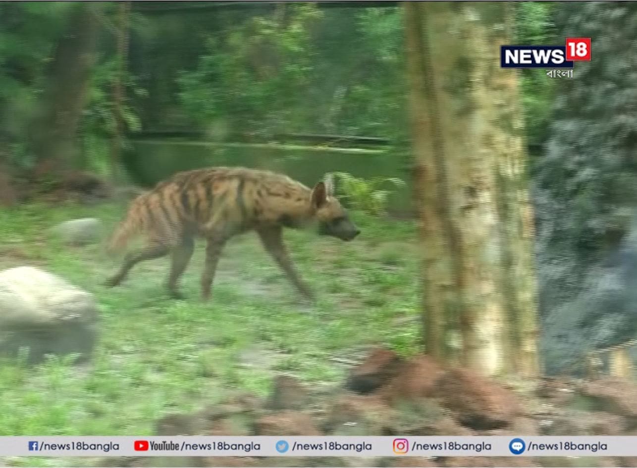 চিড়িয়াখানার মধ্যেই অ্যামাজনের মত পরিবেশ তৈরি করা। বনমন্ত্রী ব্রাত্য বসুর হাত ধরে চিড়িয়াখানায় নতুন এনক্লোজারের উদ্বোধন হল। জলের মধ্যে ছেড়ে দিতেই যেন রাজার মেজাজে চার অ্যানাকন্ডা। চিড়িয়াখানার মধ্যেই অ্যামাজনের মত পরিবেশ তৈরি করা। বনমন্ত্রী ব্রাত্য বসুর হাত ধরে চিড়িয়াখানায় নতুন এনক্লোজারের উদ্বোধন হল। জলের মধ্যে ছেড়ে দিতেই যেন রাজার মেজাজে চার অ্যানাকন্ডা।