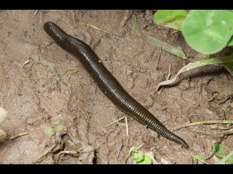 দুই ছেলে, স্ত্রী নিয়ে অভাবের সংসার। সংসার চালাতে হিমশিম অবস্থা। তার উপর কয়েক বছর ধরে শরীর জুড়ে অসহ্য যন্ত্রণা, পায়ের ক্ষত নিয়ে জেরবার সায়ন। চিকিৎসার সাধ্য নেই। পাড়ার বয়স্কদের পরামর্শে শুরু হয় জোঁক থেরাপি। সায়নের বিশ্বাস, পায়ের দুষিত রক্ত জোঁক চুষে দিলেই, ব্যথা কমবে। দুই ছেলে, স্ত্রী নিয়ে অভাবের সংসার। সংসার চালাতে হিমশিম অবস্থা। তার উপর কয়েক বছর ধরে শরীর জুড়ে অসহ্য যন্ত্রণা, পায়ের ক্ষত নিয়ে জেরবার সায়ন। চিকিৎসার সাধ্য নেই। পাড়ার বয়স্কদের পরামর্শে শুরু হয় জোঁক থেরাপি। সায়নের বিশ্বাস, পায়ের দুষিত রক্ত জোঁক চুষে দিলেই, ব্যথা কমবে।