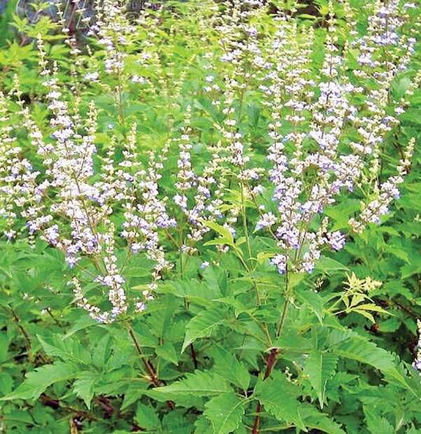 প্রতিদিন নিশিন্দা ও নিমপাতার গুঁড়ো ধুনোর সঙ্গে ব্যবহার করলে মশার হাত থেকে সহজে রেহাই পাওয়া যায়। photo source collected