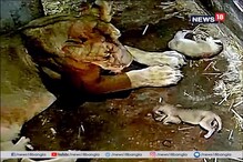 আলিপুর চিড়িয়াখানায় ৩ সিংহ শাবককে বাঁচিয়ে রাখাই চ্যালেঞ্জ আলিপুর চিড়িয়াখানায় ৩ সিংহ শাবককে বাঁচিয়ে রাখাই চ্যালেঞ্জ