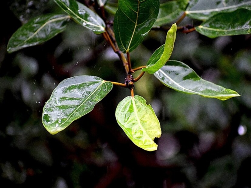 • আগামী ২৪ ঘন্টায় দার্জিলিং-সহ পাঁচ জেলায় বিক্ষিপ্ত ভারী বৃষ্টির সম্ভাবনা।