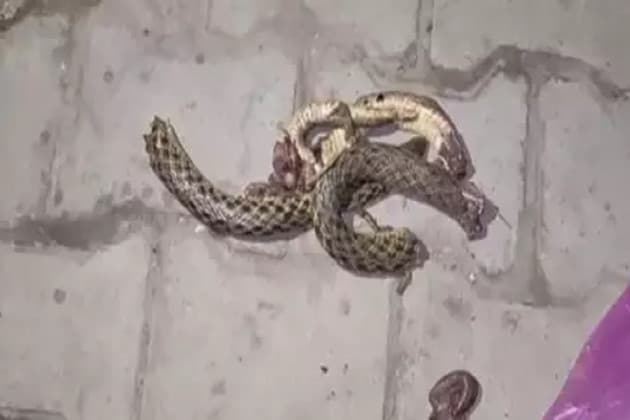 নেশার ঘোরে মানুষে কত কিছু না করে থাকে ৷ তবে এবার নেশার ঘোরে এক যুবক যা করে বসলেন তা শুনলে শিউরে উঠবেন সকলেই ৷ সাপের কামড়ে মৃত্যু হয় অনেকের কিন্তু এবার সাপকে কামড়ে মৃত্যুর সঙ্গে লড়ছেন যুবক ৷ নেশার ঘোরে মানুষে কত কিছু না করে থাকে ৷ তবে এবার নেশার ঘোরে এক যুবক যা করে বসলেন তা শুনলে শিউরে উঠবেন সকলেই ৷ সাপের কামড়ে মৃত্যু হয় অনেকের কিন্তু এবার সাপকে কামড়ে মৃত্যুর সঙ্গে লড়ছেন যুবক ৷