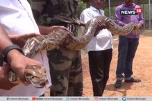 তামিলনাড়ুর গ্রাম থেকে উদ্ধার ৩০টি ডিম-সহ ১০ ফুটের পাইথন ! তামিলনাড়ুর গ্রাম থেকে উদ্ধার ৩০টি ডিম-সহ ১০ ফুটের পাইথন !