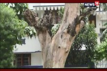 কল্যাণী পুরসভা এলাকায় বহুমূল্যবাণ গাছের মৃত্যু কল্যাণী পুরসভা এলাকায় বহুমূল্যবাণ গাছের মৃত্যু
