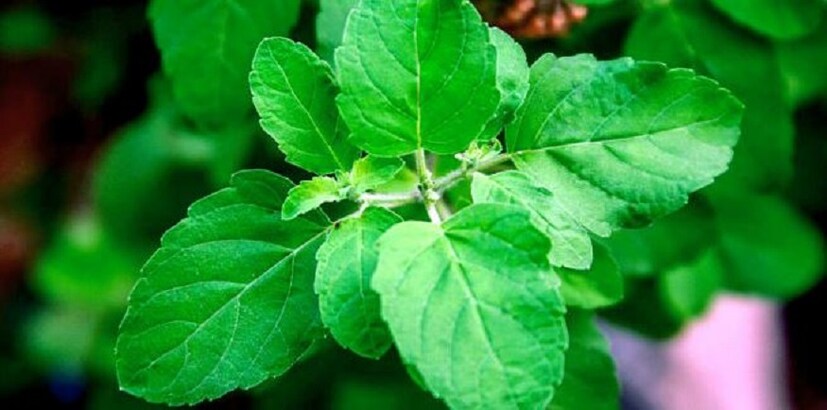পুজোতে কোনও ভাবেই তুলসী পাতা ব্যবহার করবেন না
