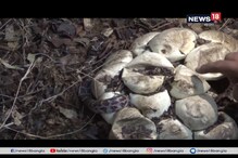 তামিলনাড়ুতে উদ্ধার ৩০টি ডিম সহ ১০ ফুট লম্বা অজগর তামিলনাড়ুতে উদ্ধার ৩০টি ডিম সহ ১০ ফুট লম্বা অজগর