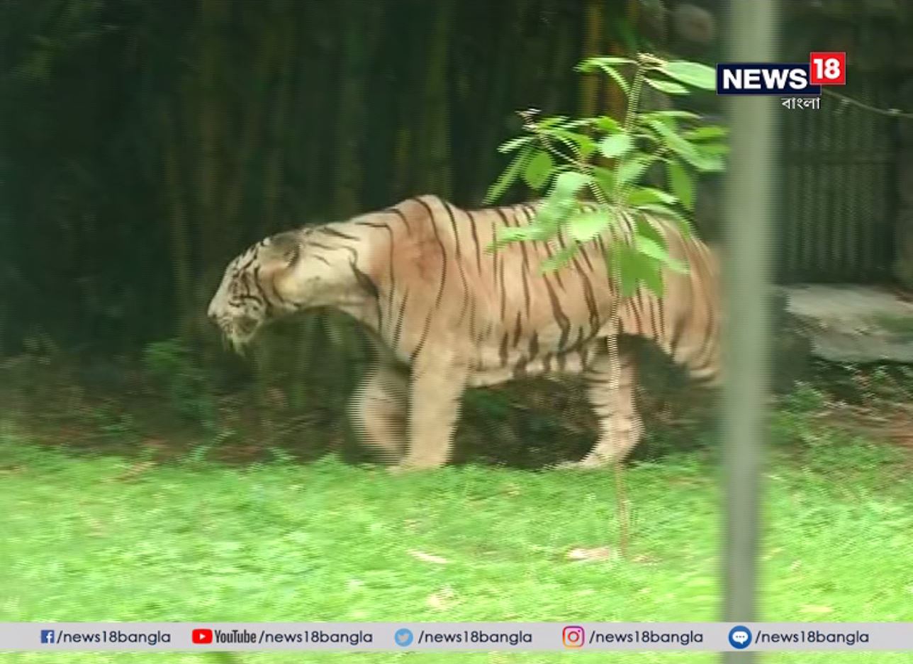 ২৯ জুলাই বিশ্ব বাঘ দিবস। সেদিনই অ্যানাকন্ডার খাঁচার পাশাপাশি দর্শকদের জন্য নতুন উপহার চিড়িয়াখানা কর্তৃপক্ষের। উত্তরবঙ্গের চা-বাগানে ধরা পড়া ২টি চিতাবাঘ ও ঝাড়গ্রামের জঙ্গল থেকে ধরা পড়া ২টি হায়নাকেও সামনে আনা হল। পটনা চিড়িয়াখানার সঙ্গে এক্সচেঞ্জ প্রোগ্রামে আলিপুরে এল একটি সাদা বাঘ। সপ্তাহের প্রথম দিনেও নতুন অতিথিদের জন্য ভিড় ছিল ভালই। ২৯ জুলাই বিশ্ব বাঘ দিবস। সেদিনই অ্যানাকন্ডার খাঁচার পাশাপাশি দর্শকদের জন্য নতুন উপহার চিড়িয়াখানা কর্তৃপক্ষের। উত্তরবঙ্গের চা-বাগানে ধরা পড়া ২টি চিতাবাঘ ও ঝাড়গ্রামের জঙ্গল থেকে ধরা পড়া ২টি হায়নাকেও সামনে আনা হল। পটনা চিড়িয়াখানার সঙ্গে এক্সচেঞ্জ প্রোগ্রামে আলিপুরে এল একটি সাদা বাঘ। সপ্তাহের প্রথম দিনেও নতুন অতিথিদের জন্য ভিড় ছিল ভালই।