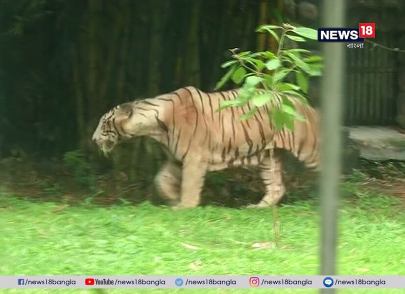 ২৯ জুলাই বিশ্ব বাঘ দিবস। সেদিনই অ্যানাকন্ডার খাঁচার পাশাপাশি দর্শকদের জন্য নতুন উপহার চিড়িয়াখানা কর্তৃপক্ষের। উত্তরবঙ্গের চা-বাগানে ধরা পড়া ২টি চিতাবাঘ ও ঝাড়গ্রামের জঙ্গল থেকে ধরা পড়া ২টি হায়নাকেও সামনে আনা হল। পটনা চিড়িয়াখানার সঙ্গে এক্সচেঞ্জ প্রোগ্রামে আলিপুরে এল একটি সাদা বাঘ। সপ্তাহের প্রথম দিনেও নতুন অতিথিদের জন্য ভিড় ছিল ভালই।