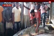 ১০২ কেজি! দৈত্যাকার মাছ ধরা পড়ল জলপাইগুড়িতে তিস্তায়, দেখুন ১০২ কেজি! দৈত্যাকার মাছ ধরা পড়ল জলপাইগুড়িতে তিস্তায়, দেখুন