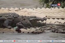 বন্যায় বিপর্যস্ত এলাকা, ঘরের চালে বসে কুমির, অন্তর শুধুমাত্র জীবন ও মরণ বন্যায় বিপর্যস্ত এলাকা, ঘরের চালে বসে কুমির, অন্তর শুধুমাত্র জীবন ও মরণ