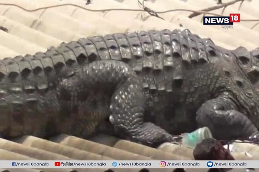 সীমানা ছাড়িয়ে মাথার উপর ঘরের চালে কুমিরের প্রবেশ ৷ নিজস্ব ছবি ৷