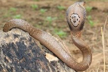 মিড-ডে মিল তৈরির রান্নাঘরে বিষধর গোখরো ! মিড-ডে মিল তৈরির রান্নাঘরে বিষধর গোখরো !
