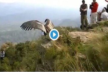 রামায়ণের জটায়ু এদেশে নয়, রয়েছে আর্জেন্টিনাতে !