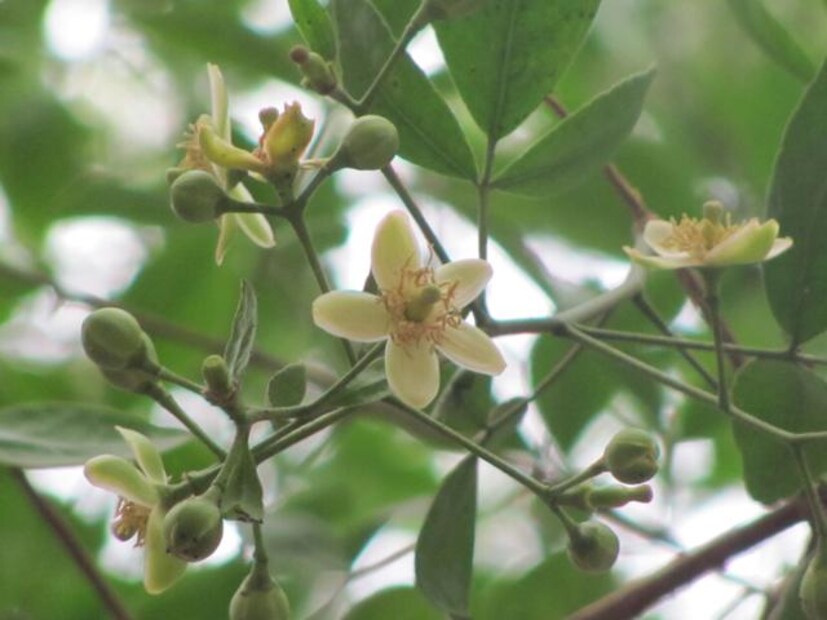  আবার, কেউ যদি সারা জীবনে একবারও এই ফুল মহাদেবকে অর্পণ করেন, তাহলে দেহান্তে তাঁর শিবলোক প্রাপ্তি হয় ৷