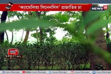 ইকো পার্কে চা-বাগান, কলকাতায় যেন এক টুকরো দার্জিলিং ইকো পার্কে চা-বাগান, কলকাতায় যেন এক টুকরো দার্জিলিং