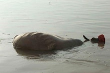মুর্শিদাবাদে লাগামছাড়া গঙ্গাদূষণ, প্রতিদিন জলে ফেলা হচ্ছে মরা গরু মুর্শিদাবাদে লাগামছাড়া গঙ্গাদূষণ, প্রতিদিন জলে ফেলা হচ্ছে মরা গরু
