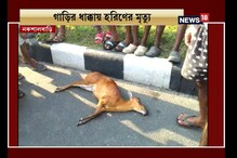 নকশালবাড়িতে গাড়ির ধাক্কায় মৃত্যু বার্কিং ডিয়ারের নকশালবাড়িতে গাড়ির ধাক্কায় মৃত্যু বার্কিং ডিয়ারের