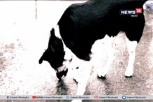 পোষ্যর কল্যাণে বাঁচলেন গৃহকর্তা, কুকুরের ভয়ে পিছু হঠে লেপার্ড পোষ্যর কল্যাণে বাঁচলেন গৃহকর্তা, কুকুরের ভয়ে পিছু হঠে লেপার্ড