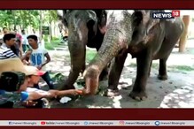 World Elephant Day: সচেতনতা বাড়াতে শিলিগুড়ির বেঙ্গল সাফারি পার্কে সেমিনার World Elephant Day: সচেতনতা বাড়াতে শিলিগুড়ির বেঙ্গল সাফারি পার্কে সেমিনার