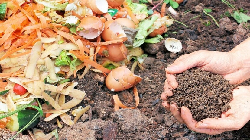 বাগানের চারপাশে, গাছের গোড়ায় গোড়ায় ডিমের খোসা গুঁড়ো করে ছড়িয়ে দিন। পোকা-মাকড় গাছের ধারে কাছেও ঘেঁষবে না। গাছ নষ্ট হবে না। photo source collected