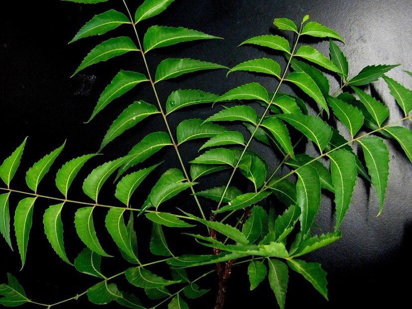 নিম ভারি উপকারি জিনিস তা সকলেই জানেন ৷ খাওয়ার ক্ষেত্রেও এটা যেরকম কার্যকরী ঠিক তেমনিই আরশোলা থেকে মুক্তি দিতেও অব্যর্থ ৷ রান্নাঘরে নিম তেল রাখতে পারেন ৷ কিম্বা নিমপাতার গুঁড়ো করে রাখুুন এটাও আরশোলাকে দূরে রাখতে সাহায্য করবে ৷ Photo- Collected 