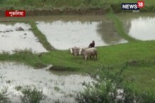 অগাস্টের বৃষ্টিতে আশার আলো দেখছেন পুরুলিয়ার ধানচাষীরা অগাস্টের বৃষ্টিতে আশার আলো দেখছেন পুরুলিয়ার ধানচাষীরা
