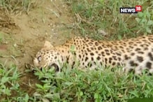 মানুষের অত্যাচারে প্রাণ হারাচ্ছে বন্যপ্রাণীরা, প্রশ্ন উঠছে বন দফতরের ভূমিকা নিয়ে মানুষের অত্যাচারে প্রাণ হারাচ্ছে বন্যপ্রাণীরা, প্রশ্ন উঠছে বন দফতরের ভূমিকা নিয়ে