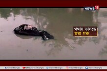 দূষণের মাত্রা বাড়ছে কয়েকগুণ, ট্রাক্টর বোঝাই মৃত গরু সোজা মুর্শিদাবাদের গঙ্গায় দূষণের মাত্রা বাড়ছে কয়েকগুণ, ট্রাক্টর বোঝাই মৃত গরু সোজা মুর্শিদাবাদের গঙ্গায়