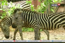 জেব্রাদের নিয়ে বিশেষ ভাবনা, প্রজননের মরসুমে ব্রিডিং সেন্টার জেব্রাদের নিয়ে বিশেষ ভাবনা, প্রজননের মরসুমে ব্রিডিং সেন্টার