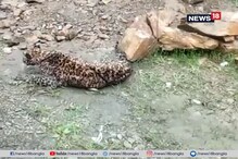 নীচ দিয়ে বয়ে যাচ্ছে পাহাড়ি নদি, রাস্তার ধারে গুটি মেরে বসে লেপার্ড, দেখে নিন নীচ দিয়ে বয়ে যাচ্ছে পাহাড়ি নদি, রাস্তার ধারে গুটি মেরে বসে লেপার্ড, দেখে নিন