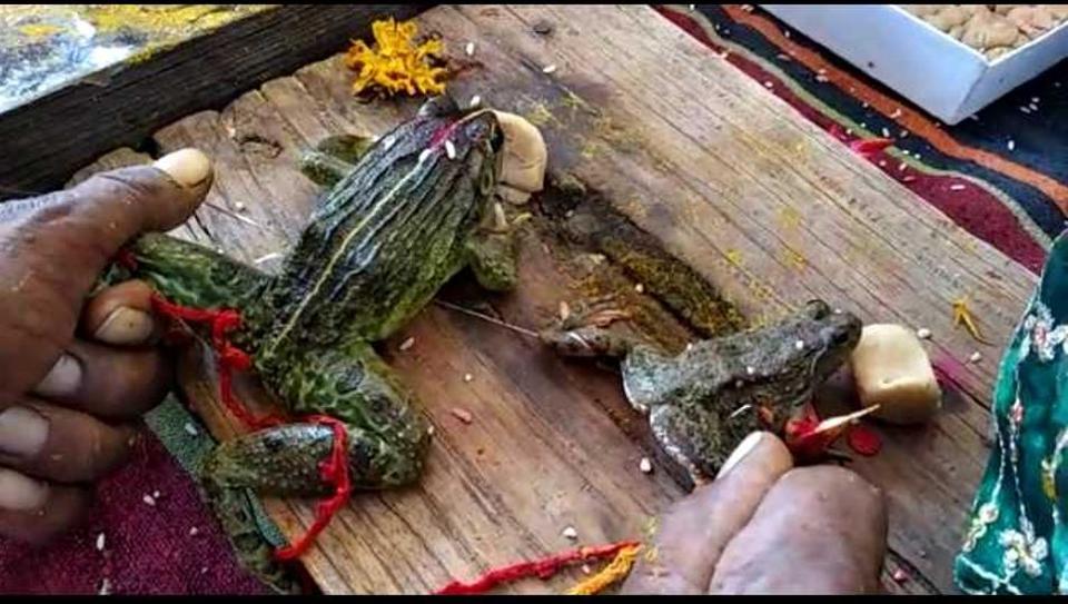• অবস্থা বেগতিক দেখে ব্যাঙের বিয়ে ভেঙে দেওয়ার পরিকল্পনা করেন ভোপালের ইন্দ্রপুরী অঞ্চলের ওম শিব সেবা শক্তি মণ্ডলের সদস্যরা। ফের ডাক পড়ে পুরোহিতের। ডিভোর্স দেওয়া হয় দুই ব্যাঙের ৷ ছবি: সংগৃহীত ৷ • অবস্থা বেগতিক দেখে ব্যাঙের বিয়ে ভেঙে দেওয়ার পরিকল্পনা করেন ভোপালের ইন্দ্রপুরী অঞ্চলের ওম শিব সেবা শক্তি মণ্ডলের সদস্যরা। ফের ডাক পড়ে পুরোহিতের। ডিভোর্স দেওয়া হয় দুই ব্যাঙের ৷ ছবি: সংগৃহীত ৷