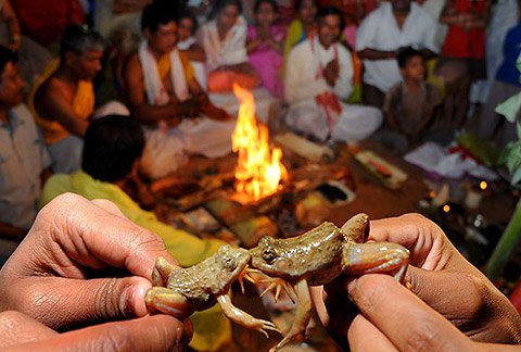 • গত জুলাইয়ের ১৯ তারিখ ধুমধাম করে বিয়ে হয়েছিল দুই ব্যাঙের ৷ দুই ব্যাঙকে পরানো হয়েছিল পোশাক, গলায় ছিল মালা, স্ত্রী ব্যাঙকে সিঁদুর পরিয়ে সমস্ত স্ত্রী আচারই পালন করা হয়েছিল ৷ ছবি: সংগৃহীত ৷ • গত জুলাইয়ের ১৯ তারিখ ধুমধাম করে বিয়ে হয়েছিল দুই ব্যাঙের ৷ দুই ব্যাঙকে পরানো হয়েছিল পোশাক, গলায় ছিল মালা, স্ত্রী ব্যাঙকে সিঁদুর পরিয়ে সমস্ত স্ত্রী আচারই পালন করা হয়েছিল ৷ ছবি: সংগৃহীত ৷