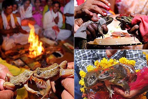 • ব্যাঙদের বিবাহবিচ্ছেদের প্রভাব কবে আবহাওয়ায় দেখা যাবে তার আশাতেই এখন দিন গুণছেন ভোপালবাসী ৷ ছবি: সংগৃহীত ৷ • ব্যাঙদের বিবাহবিচ্ছেদের প্রভাব কবে আবহাওয়ায় দেখা যাবে তার আশাতেই এখন দিন গুণছেন ভোপালবাসী ৷ ছবি: সংগৃহীত ৷