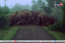 ঝাড়গ্রামে হাতির দাপট, জেরবার সাধারণ মানুষের জীবন ঝাড়গ্রামে হাতির দাপট, জেরবার সাধারণ মানুষের জীবন