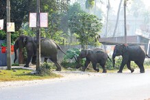 হাতি পুজোর দিনই ধূপগুড়িতে স্কুল, বাড়ি, দোকান ভাঙল বিশ্বকর্মার বাহন হাতি পুজোর দিনই ধূপগুড়িতে স্কুল, বাড়ি, দোকান ভাঙল বিশ্বকর্মার বাহন