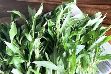 গোটা বছর সুস্থ থাকতে কুলেখাড়া পাতা খাওয়া মাস্ট ! জেনে নিন কী কী গুণ রয়েছে--