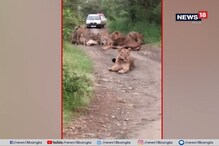 জঙ্গলের রাস্তায় বসে একদল সিংহ ! আটকে পড়ল পর্যটকের গাড়ি জঙ্গলের রাস্তায় বসে একদল সিংহ ! আটকে পড়ল পর্যটকের গাড়ি