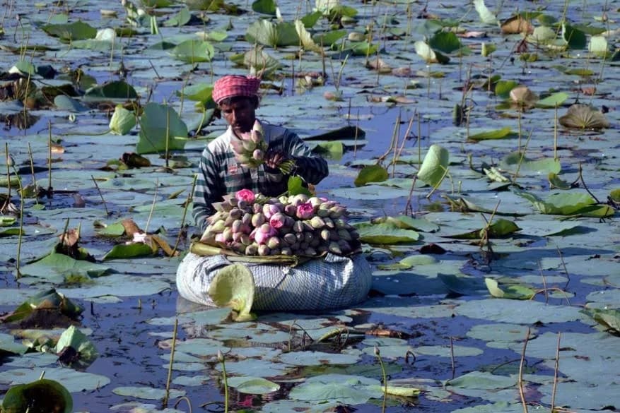 প্রতিমা তৈরিতে ব্যস্ততা বেড়েছে কুমোর পাড়ার শিল্পীদের। শারদীয় দূর্গোৎসবের বাকি আর মাত্র ৫ দিন প্রতিমা তৈরিতে ব্যস্ততা বেড়েছে কুমোর পাড়ার শিল্পীদের। শারদীয় দূর্গোৎসবের বাকি আর মাত্র ৫ দিন